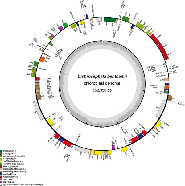 Phylogenomic Analysis of Dichrocephala benthamii and Comparative Analysis within Tribe Astereae (Asteraceae).