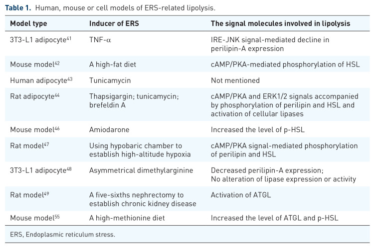 Excessive or sustained endoplasmic reticulum stress: one of the culprits of adipocyte dysfunction in obesity.