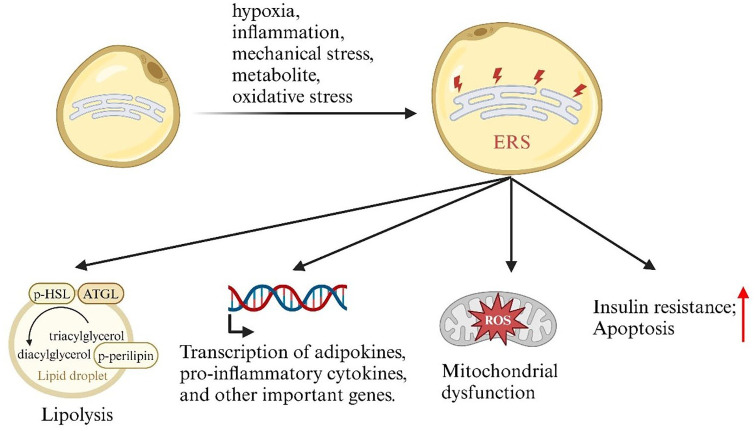 Excessive or sustained endoplasmic reticulum stress: one of the culprits of adipocyte dysfunction in obesity.