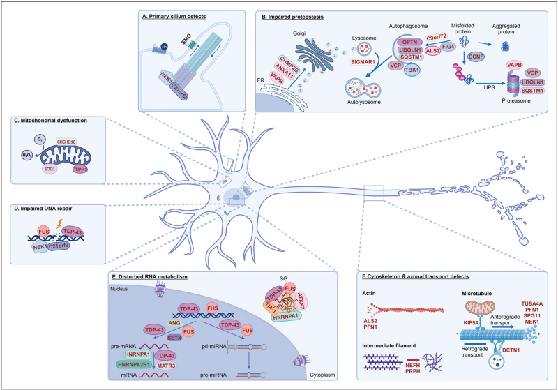 The genetics of amyotrophic lateral sclerosis.