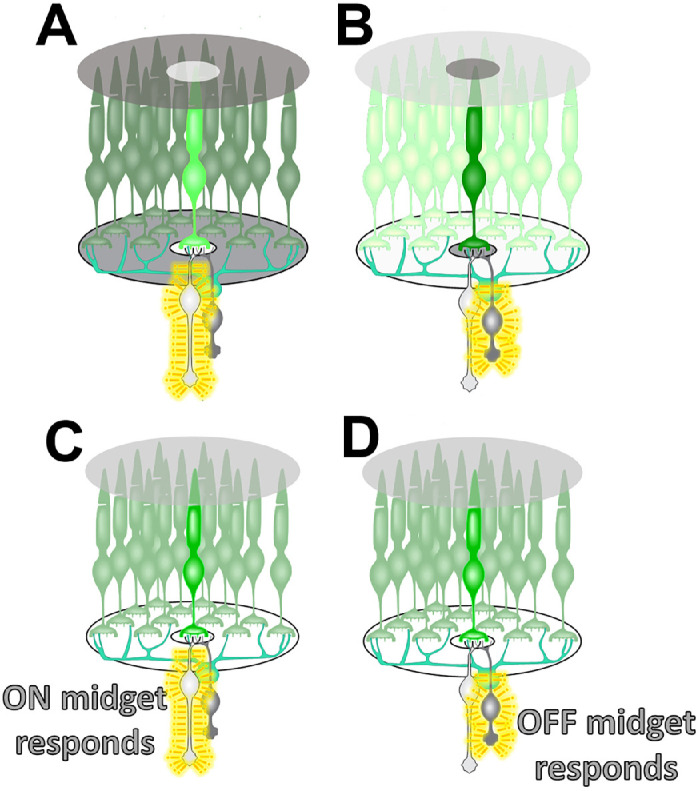 Diffusion Optics Technology (DOT): A Myopia Control Spectacle Lens Based on Contrast Theory.