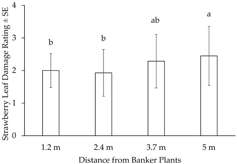 Banker Plant Efficacy to Boost Natural Predators for Management of Field Populations of <i>Scirtothrips dorsalis</i> Hood (Thysanoptera Thripidae) in Strawberries.