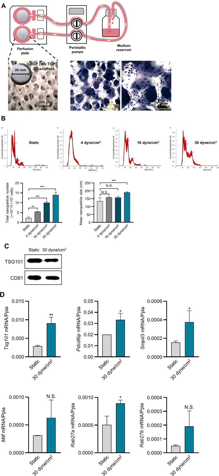 Ank-mediated pyrophosphate regulates shear stress-induced small extracellular vesicle production in 3D-cultured osteocytes.