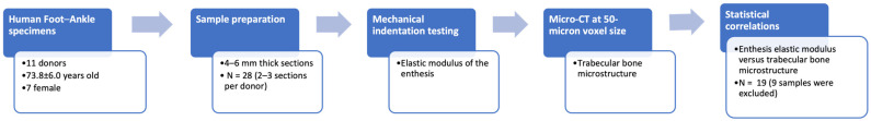 The Correlation between the Elastic Modulus of the Achilles Tendon Enthesis and Bone Microstructure in the Calcaneal Crescent.