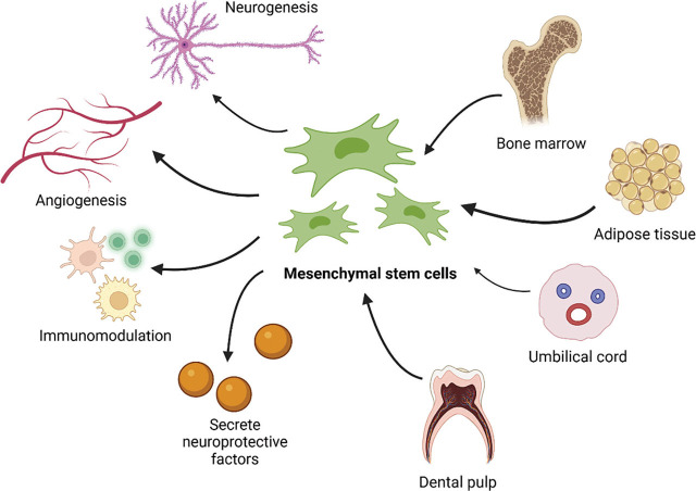Mesenchymal stem cells therapy for chronic ischemic stroke-a systematic review.