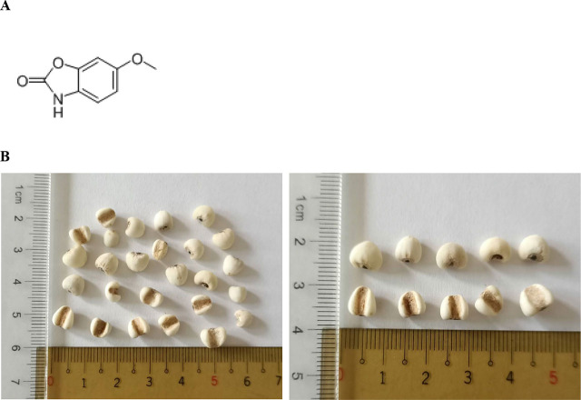 Preventive effects of coixol, an active compound of adlay seed, in NGF-differentiated PC12 cells against beta-amyloid<sub>25-35</sub>-induced neurotoxicity.