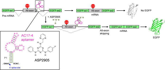 Optimization of Exon-Skipping Riboswitches and Their Applications to Control Mammalian Cell Fate.