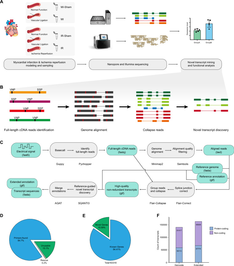 The alternative splicing landscape of infarcted mouse heart identifies isoform level therapeutic targets.