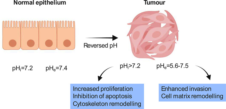 Acid affairs in anti-tumour immunity.