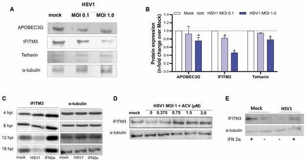 HSV1-induced enhancement of productive HIV-1 replication is associated with interferon pathway downregulation in human macrophages.