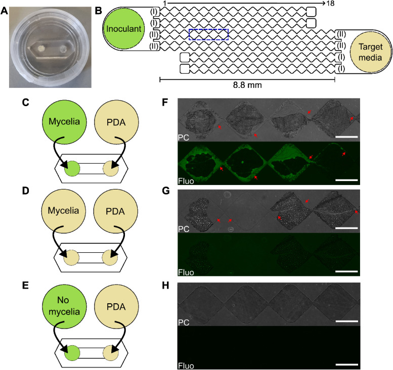 Visualizing liquid distribution across hyphal networks with cellular resolution.