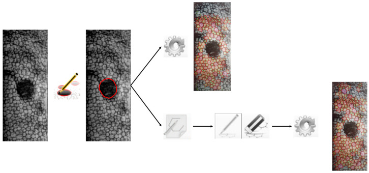 Corneal Endothelial Microscopy: Does a Manual Recognition of the Endothelial Cells Help the Morphometric Analysis Compared to a Fully Automatic Approach?