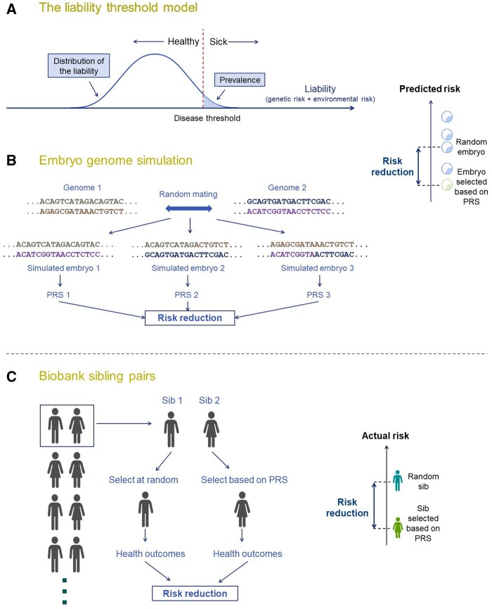 Screening embryos for polygenic disease risk: a review of epidemiological, clinical, and ethical considerations.