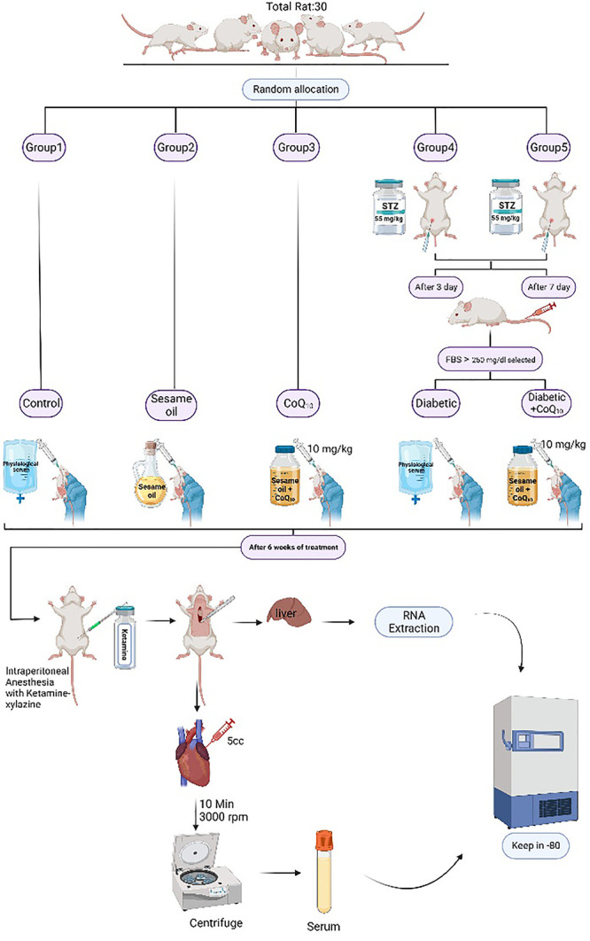 Evaluation of Antioxidant Effects of Coenzyme Q10 against Hyperglycemia-Mediated Oxidative Stress by Focusing on Nrf2/Keap1/HO-1 Signaling Pathway in the Liver of Diabetic Rats.