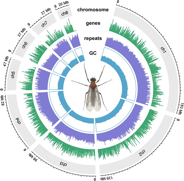 A Chromosome-Scale and Annotated Reference Genome Assembly of Plecia longiforceps Duda, 1934 (Diptera: Bibionidae).