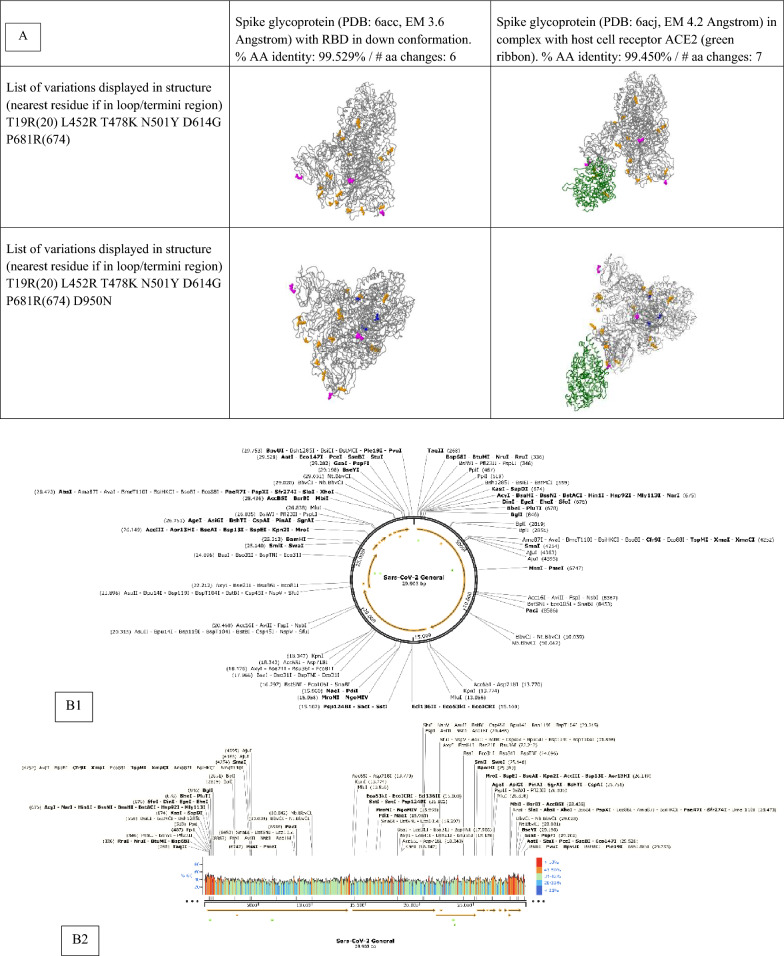 The evaluation of SARS-CoV-2 mutations at the early stage of the pandemic in Istanbul population.