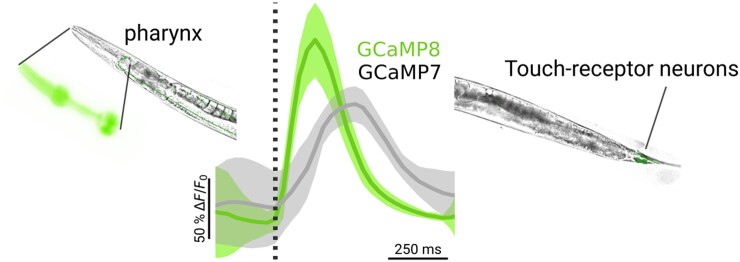 Adapting and optimizing GCaMP8f for use in Caenorhabditis elegans.