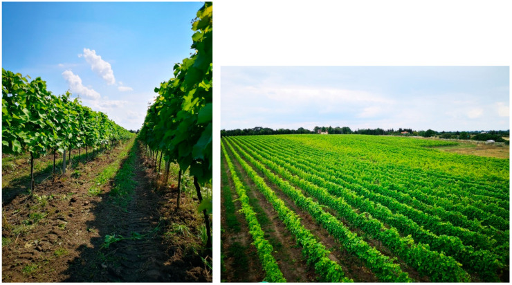Antioxidant, Nutritional Properties, Microbiological, and Health Safety of Juice from Organic and Conventional 'Solaris' Wine (<i>Vitis vinifera</i> L.) Farming.