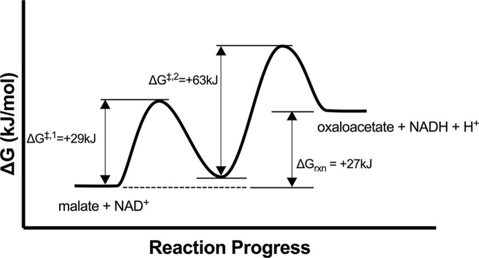 Catalytic mechanism and kinetics of malate dehydrogenase.