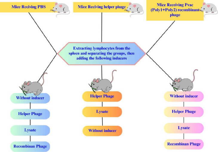 Novel SARS-COV2 poly epitope phage-based candidate vaccine and its immunogenicity.