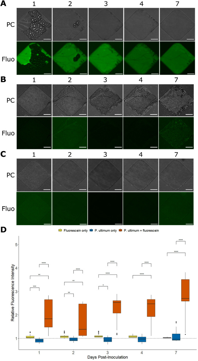 Visualizing liquid distribution across hyphal networks with cellular resolution.