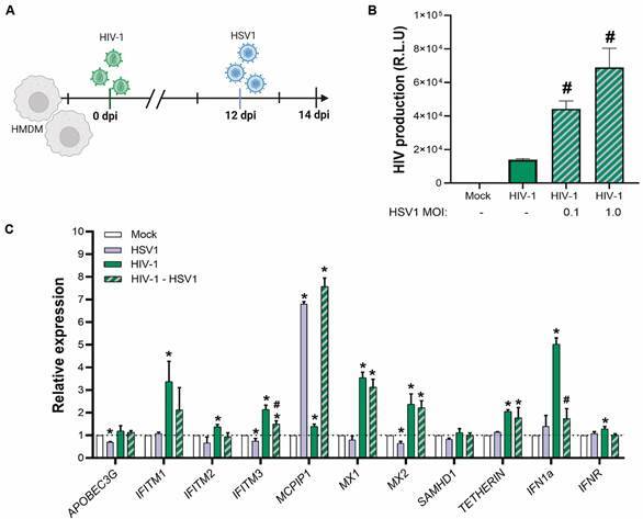 HSV1-induced enhancement of productive HIV-1 replication is associated with interferon pathway downregulation in human macrophages.