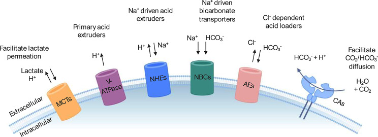 Acid affairs in anti-tumour immunity.