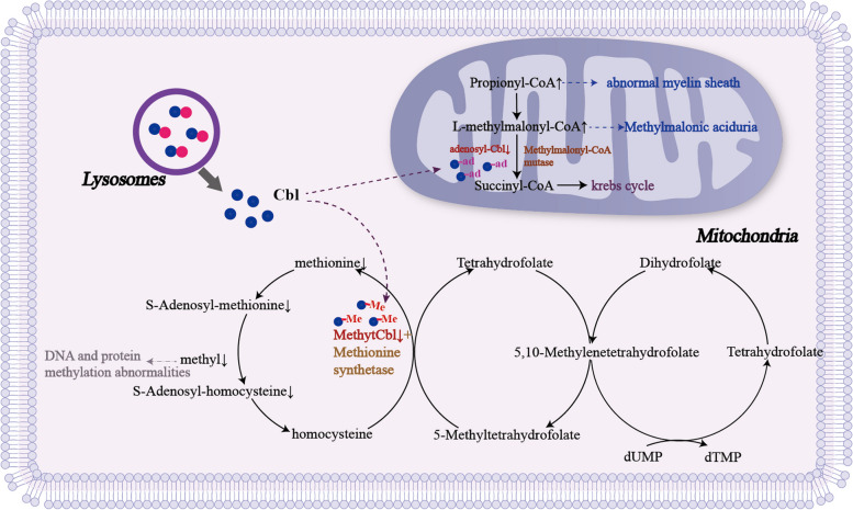 Precision diagnosis and treatment of vitamin metabolism-related epilepsy.