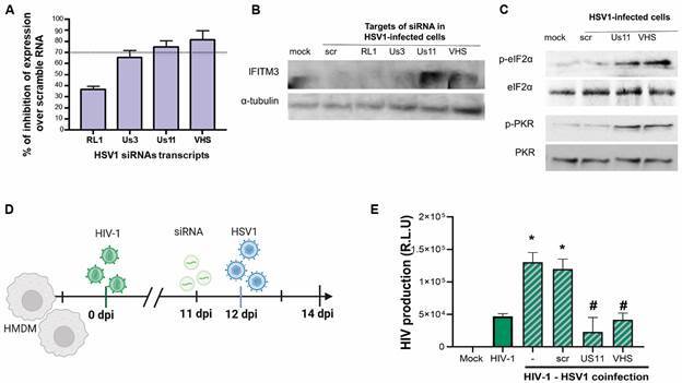 HSV1-induced enhancement of productive HIV-1 replication is associated with interferon pathway downregulation in human macrophages.