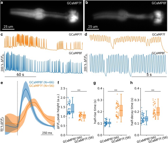 Adapting and optimizing GCaMP8f for use in Caenorhabditis elegans.