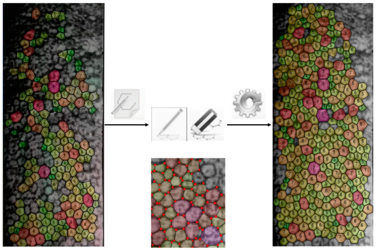 Corneal Endothelial Microscopy: Does a Manual Recognition of the Endothelial Cells Help the Morphometric Analysis Compared to a Fully Automatic Approach?