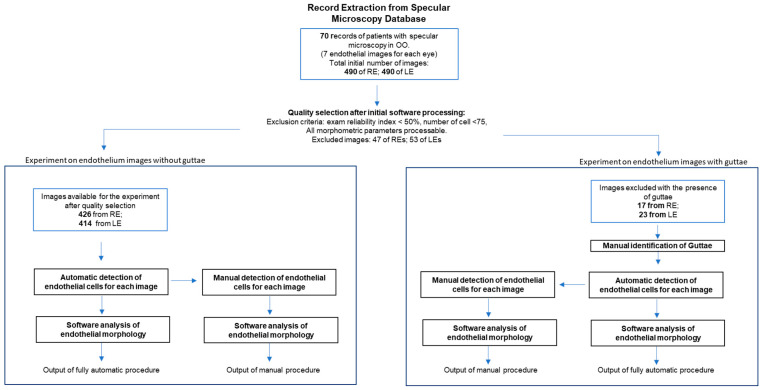 Corneal Endothelial Microscopy: Does a Manual Recognition of the Endothelial Cells Help the Morphometric Analysis Compared to a Fully Automatic Approach?