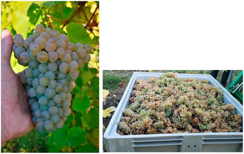 Antioxidant, Nutritional Properties, Microbiological, and Health Safety of Juice from Organic and Conventional 'Solaris' Wine (<i>Vitis vinifera</i> L.) Farming.