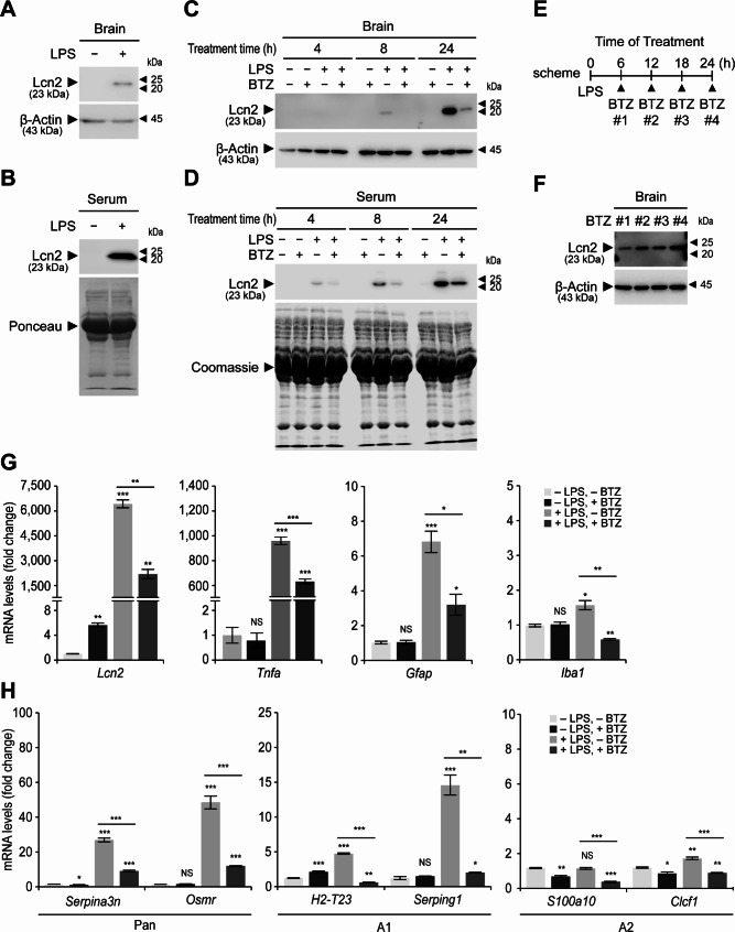 Proteasome inhibition suppresses the induction of lipocalin-2 upon systemic lipopolysaccharide challenge in mice.