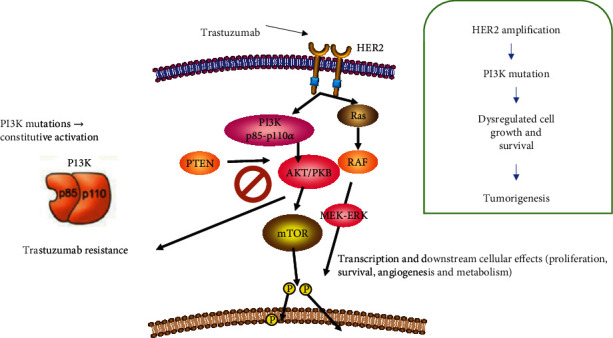 PI3K Mutation Profiles on Exons 9 (E545K and E542K) and 20 (H1047R) in Mexican Patients With HER-2 Overexpressed Breast Cancer and Its Relevance on Clinical-Pathological and Survival Biological Effects.
