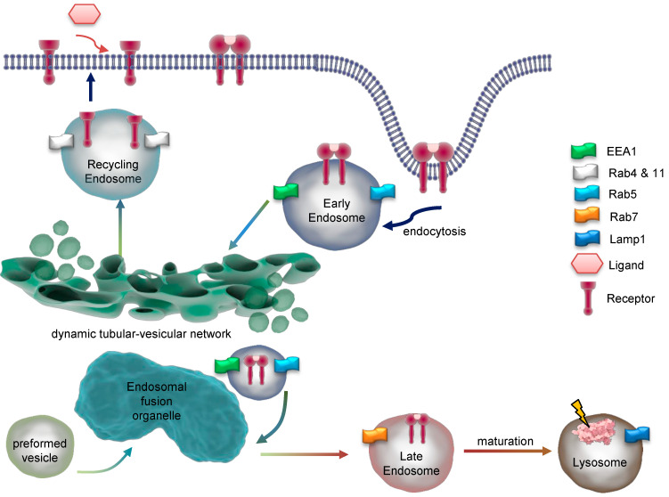 Redox Signaling in Endosomes Using the Example of EGF Receptors: A Graphical Review.