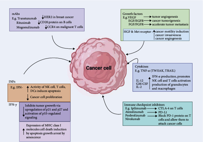 Tumour Immunotherapy and Applications of Immunological Products: A Review of Literature.