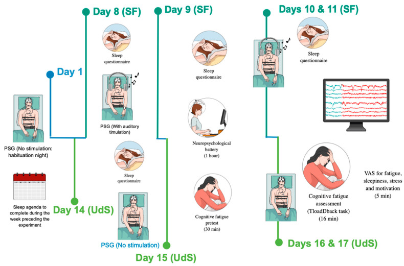 Sleep Fragmentation Modulates the Neurophysiological Correlates of Cognitive Fatigue.