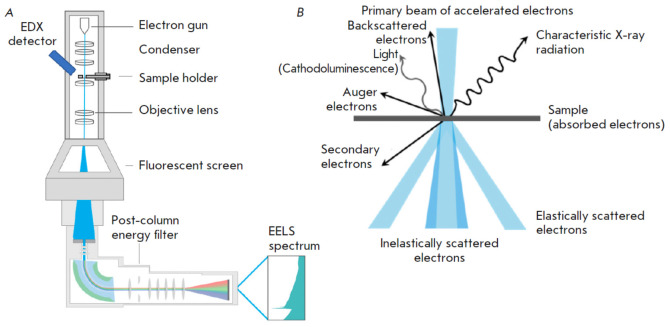 Visualization of Nucleic Acids in Microand Nanometer-Scale Biological Objects Using Analytical Electron Microscopy.