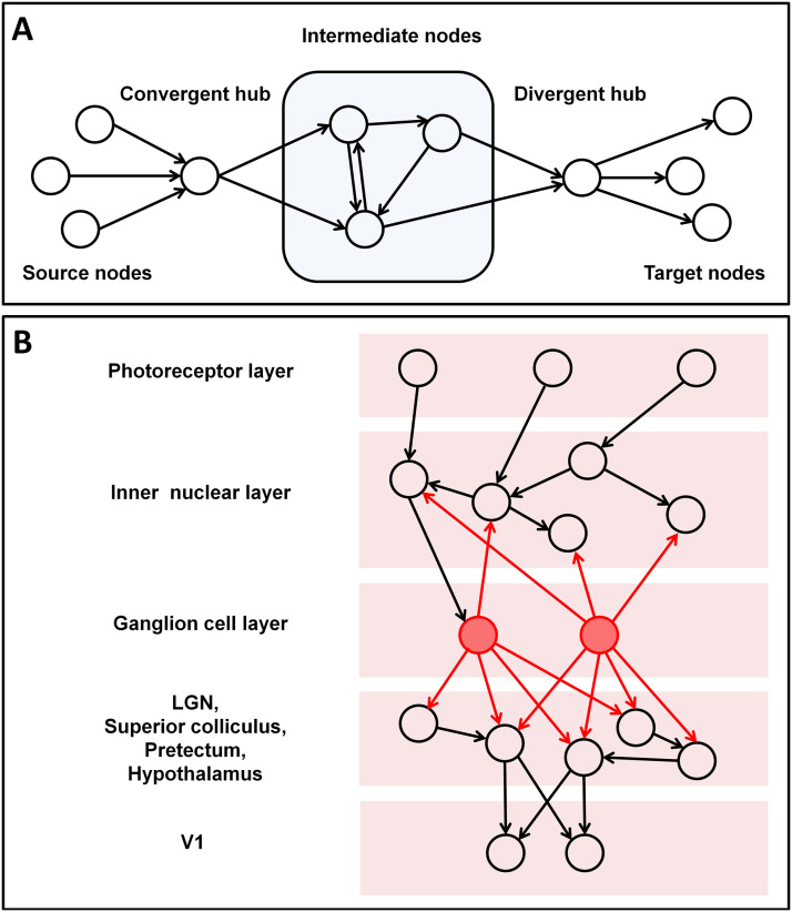 Retinal waves in adaptive rewiring networks orchestrate convergence and divergence in the visual system.