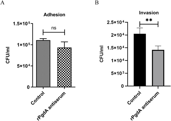 Immunization with recombinant <i>Streptococcus pneumoniae</i> PgdA protects mice against lung invasion.