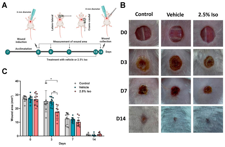 Isoorientin Improves Excisional Skin Wound Healing in Mice.