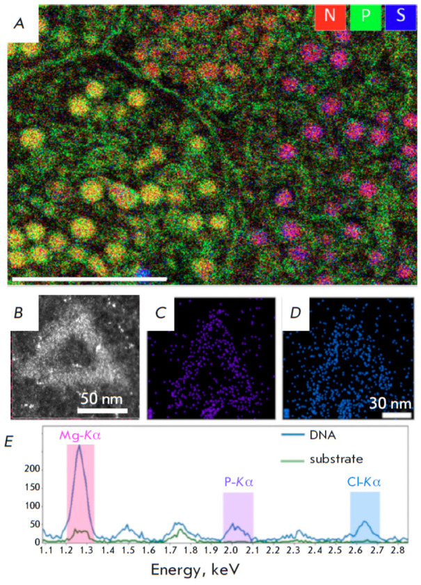 Visualization of Nucleic Acids in Microand Nanometer-Scale Biological Objects Using Analytical Electron Microscopy.