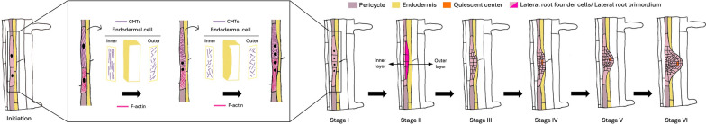 Shaping root architecture: towards understanding the mechanisms involved in lateral root development.