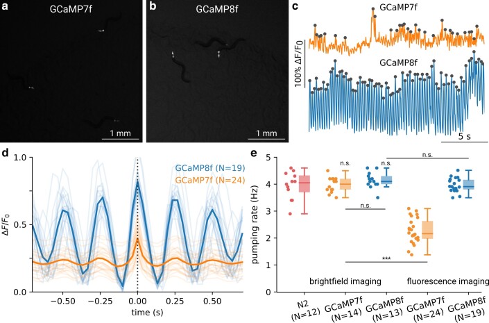 Adapting and optimizing GCaMP8f for use in Caenorhabditis elegans.
