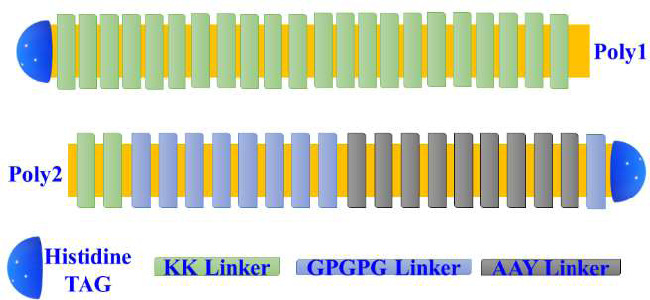 Novel SARS-COV2 poly epitope phage-based candidate vaccine and its immunogenicity.
