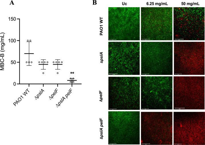 The role of exopolysaccharides Psl and Pel in resistance of <i>Pseudomonas aeruginosa</i> to the oxidative stressors sodium hypochlorite and hydrogen peroxide.