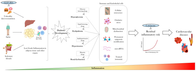 Inflammatory Trajectory of Type 2 Diabetes: Novel Opportunities for Early and Late Treatment.