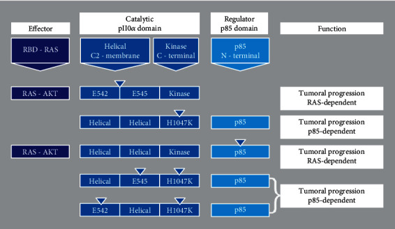 PI3K Mutation Profiles on Exons 9 (E545K and E542K) and 20 (H1047R) in Mexican Patients With HER-2 Overexpressed Breast Cancer and Its Relevance on Clinical-Pathological and Survival Biological Effects.