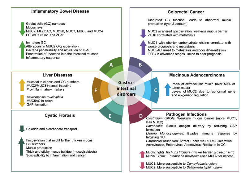 Goblet cells: guardians of gut immunity and their role in gastrointestinal diseases.